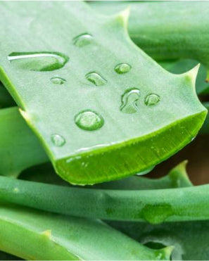 Aloe Vera Aloe Vera