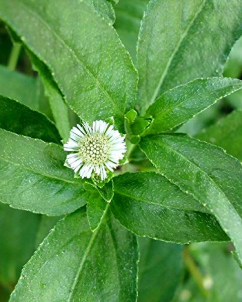 Bhringaraj Bhringaraj