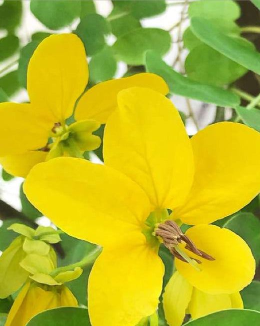 Cassia Cassia