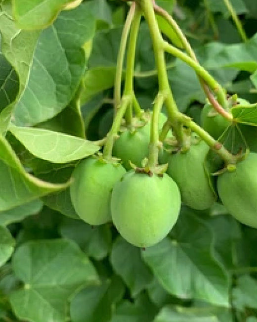 Jatropha Jatropha
