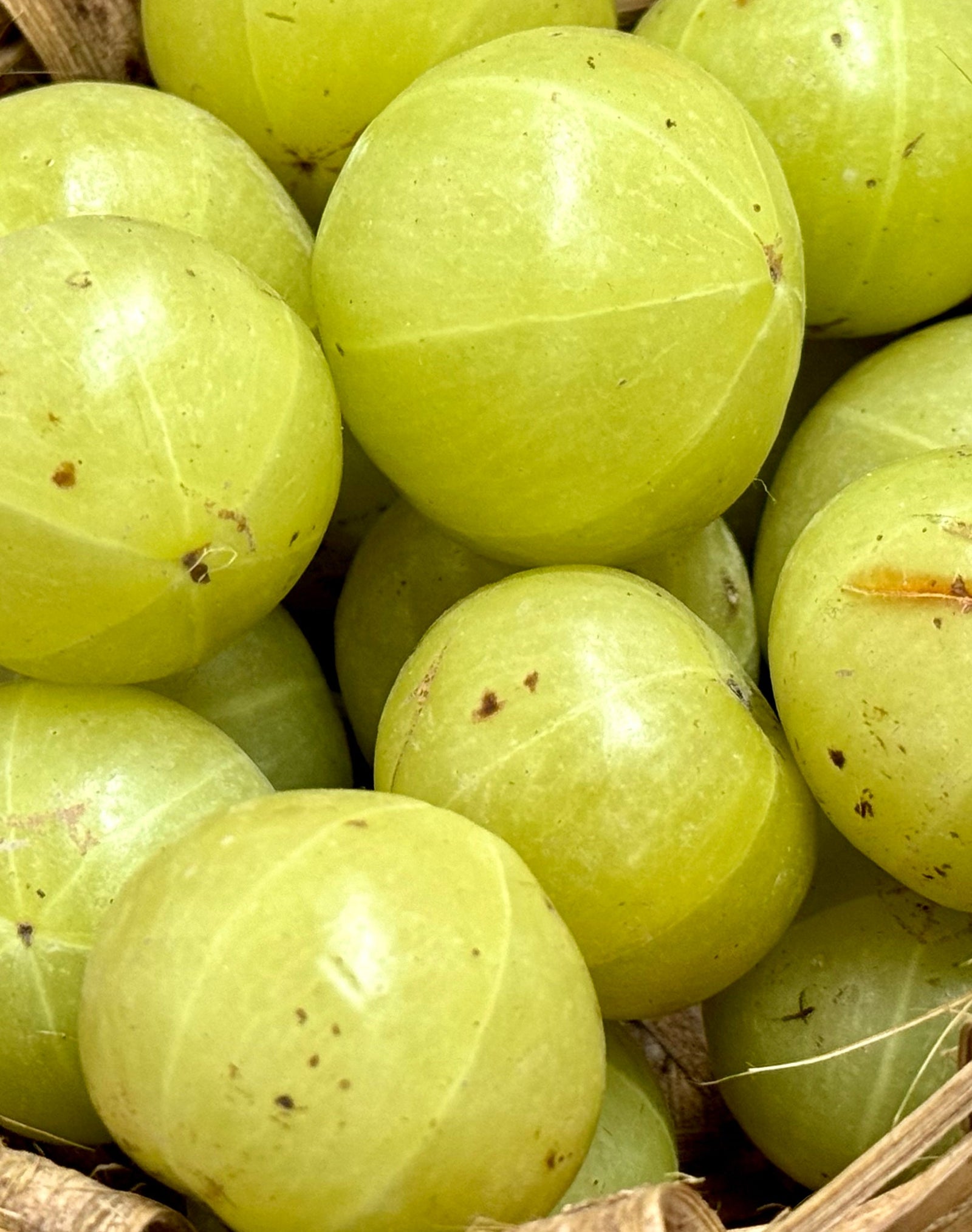 Bacche di Amla - Ingrediente di khadi