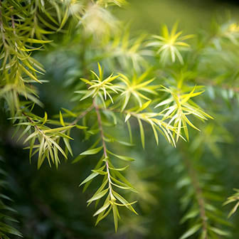 Olio per Capelli Ayurvedico Neem Harmony khadi