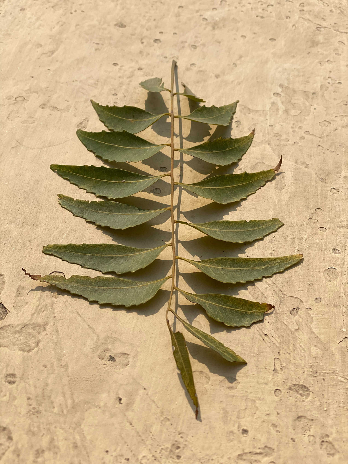 Immagine del Neem, ingrediente di khadi