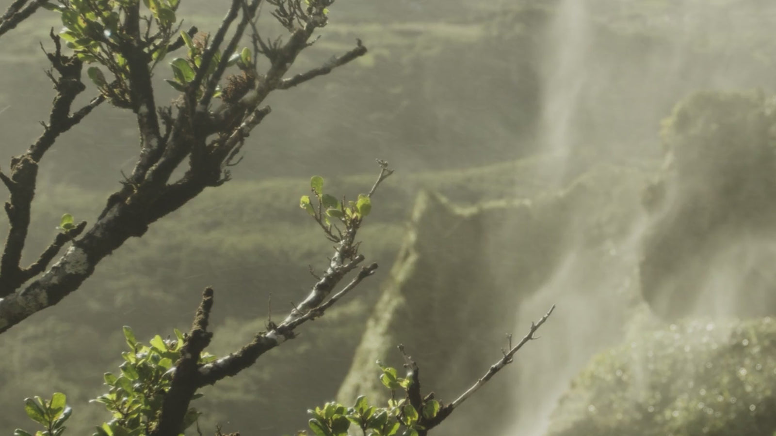 Immagine di Lemon Lime Desktiop Short