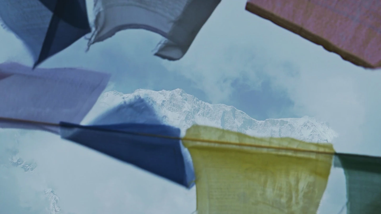 Immagine di Himalaya Rose